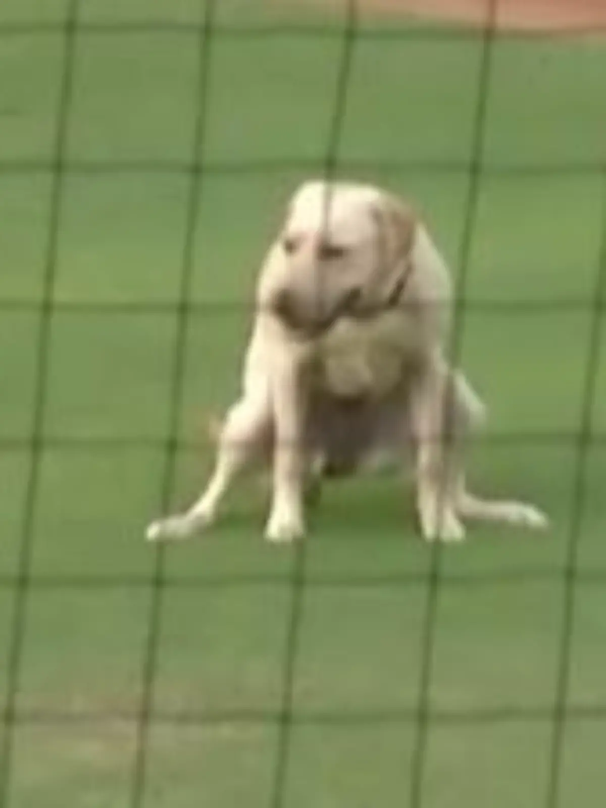 Bat Dog verkackt Debüt
