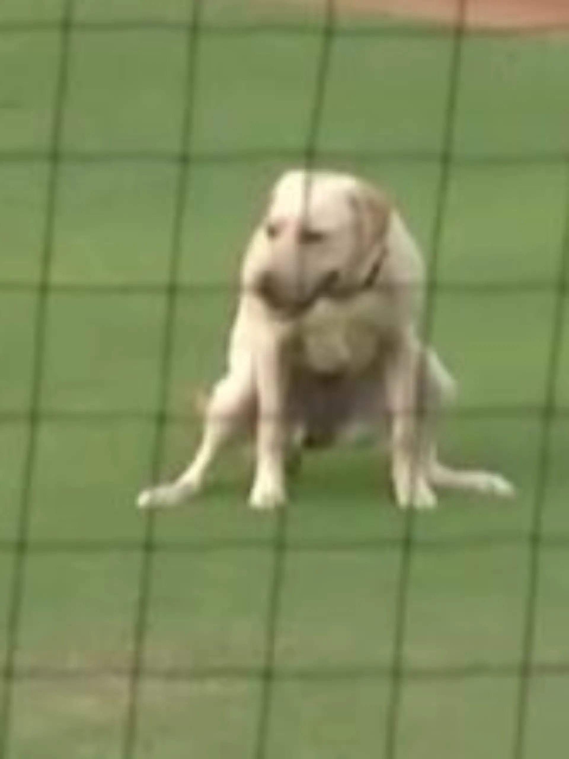 Bat Dog verkackt Debüt