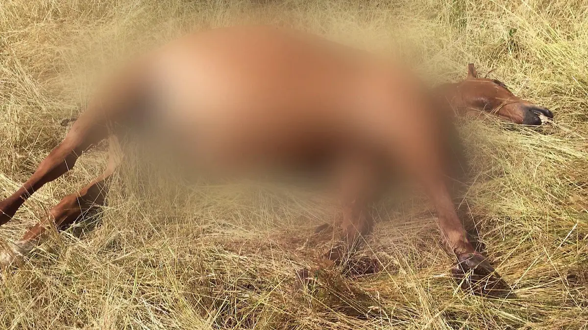 Fresco wurde 16-Jahre alt. Erst als das Pferd gedreht wurde, konnte man die Einschussstelle sehen.