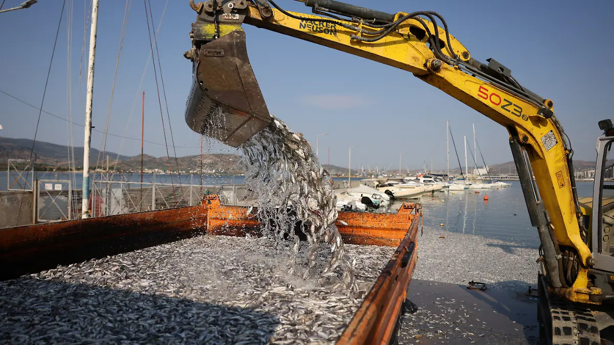 epi_221884313_REUTERSFOTO_2024-08-28T133713Z 1605676896 RC2VO9ABJ0LG RTRMADP 3 EUROPE-WEATHER-GREECE-FISH.JPG_Tonnes of dead fish .jpg