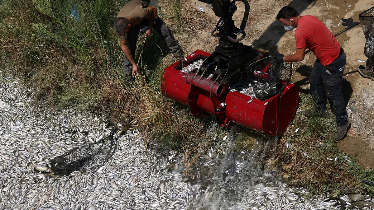 epi_221884316_REUTERSFOTO_2024-08-28T133807Z 1942703409 RC2ZO9AM35RA RTRMADP 3 EUROPE-WEATHER-GREECE-FISH.JPG_Tonnes of dead fish .jpg