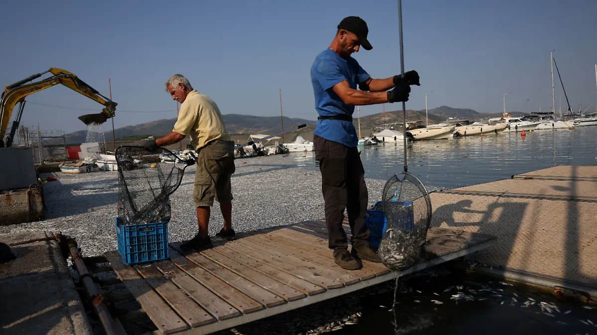 epi_221884301_REUTERSFOTO_2024-08-28T133547Z 1455129221 RC2VO9AEFQVY RTRMADP 3 EUROPE-WEATHER-GREECE-FISH.JPG_Tonnes of dead fish .jpg