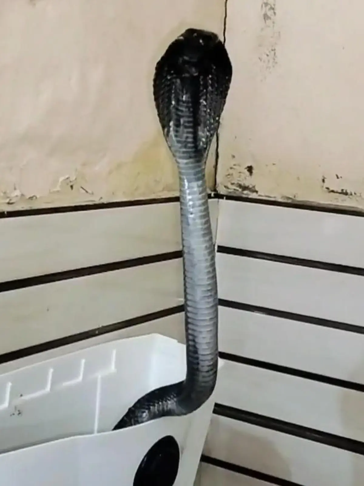 Diese Schlange hat sich einen ganz besonderes Versteck gesucht: Im Spülkasten einer Toilette! Wie der Hausbewohner auf das giftige Tier reagiert, seht ihr im Video!