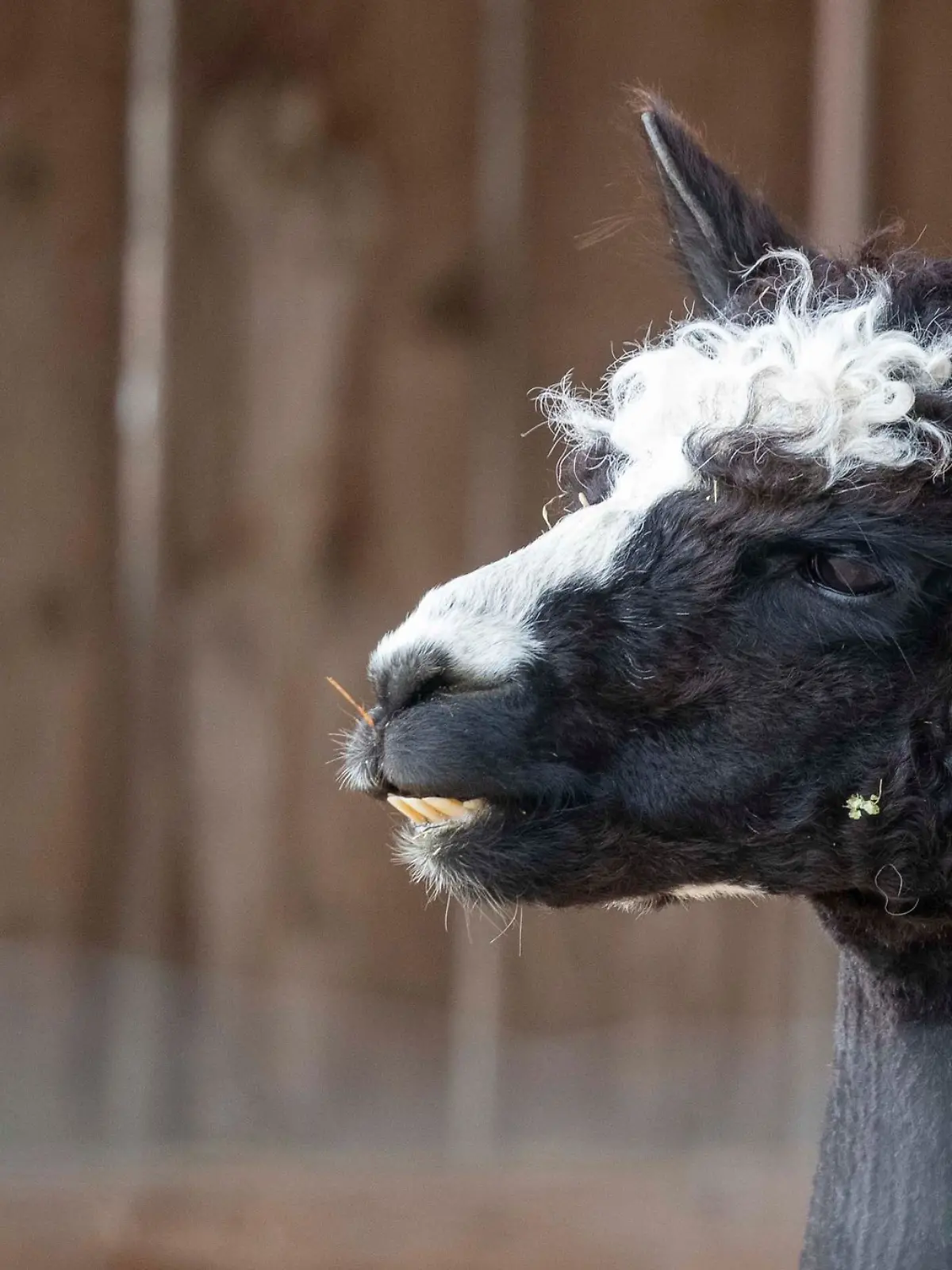 Bild zu: "Gemeiner Dieb stiehlt Alpaka Miss Sunshine aus Tiergehege"