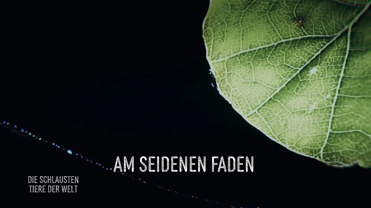 Die Spinne und ihr Baumaterial Am seidenen Faden