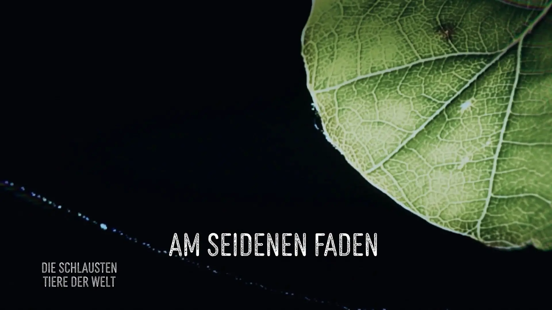 Die Spinne und ihr Baumaterial Am seidenen Faden