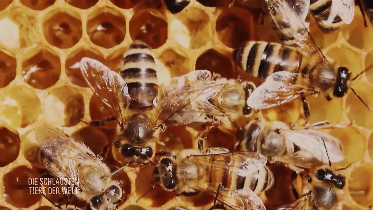 Bienen sind präzise Baumeister Sechseckige Zellen