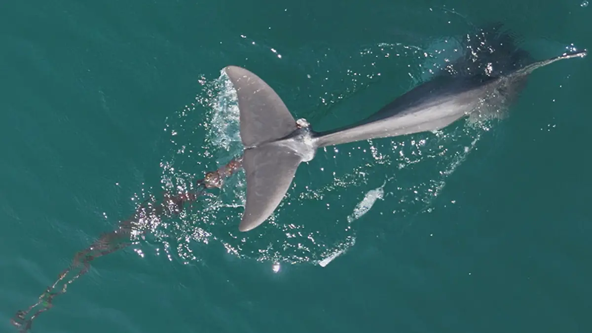 Delfin Oliver vor der kroatischen Küste 