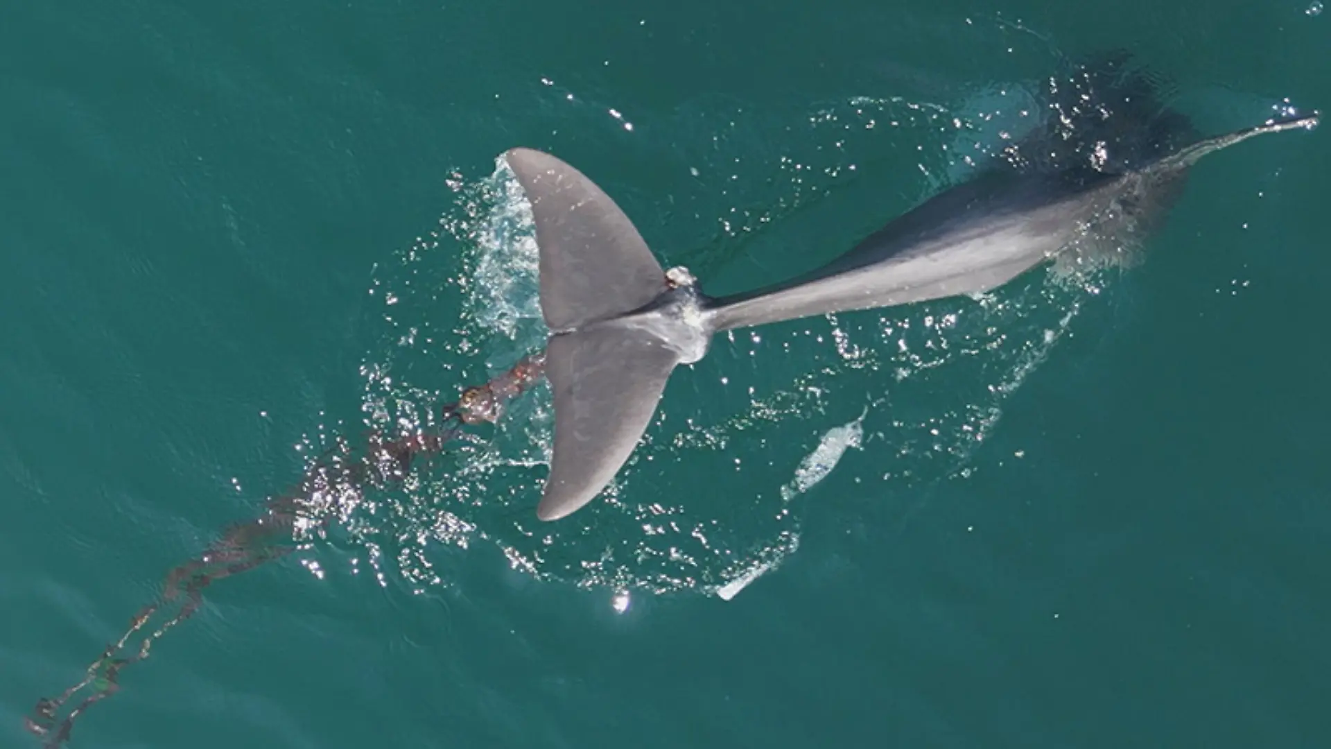 Delfin Oliver vor der kroatischen Küste