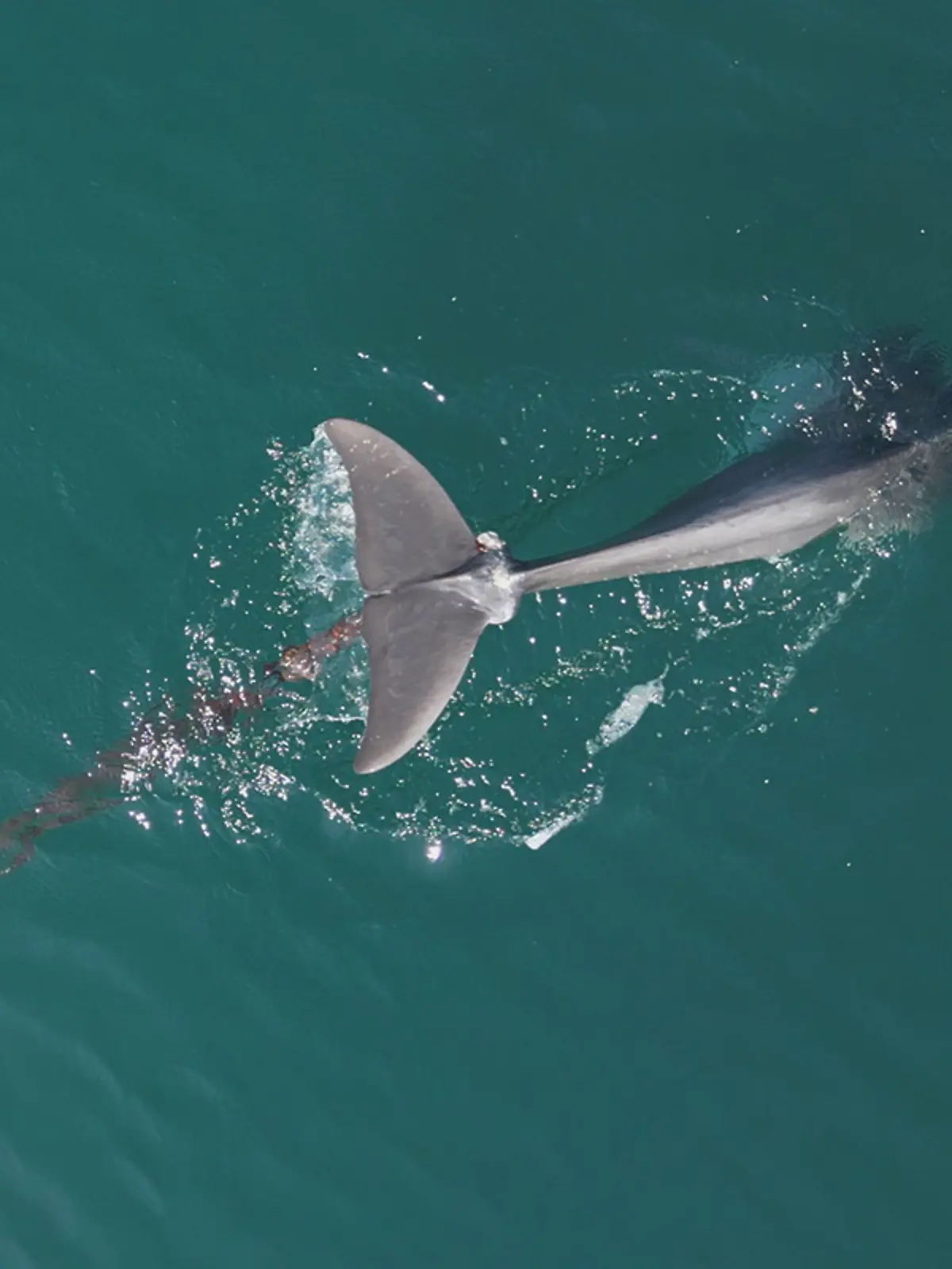 Delfin Oliver vor der kroatischen Küste 