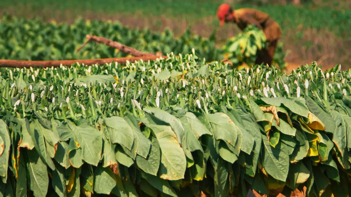 Picking and drying tobacco leaves