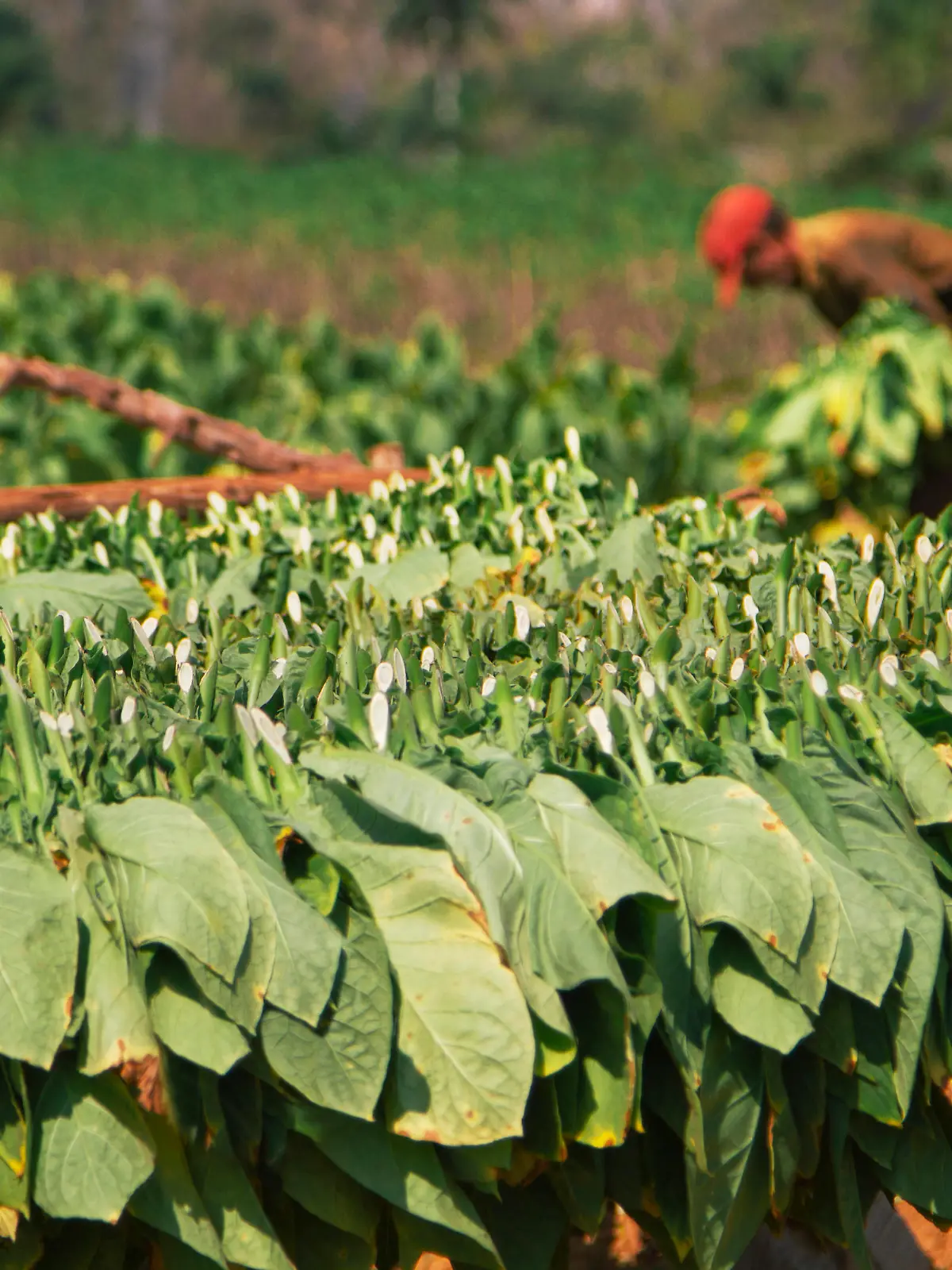 Picking and drying tobacco leaves