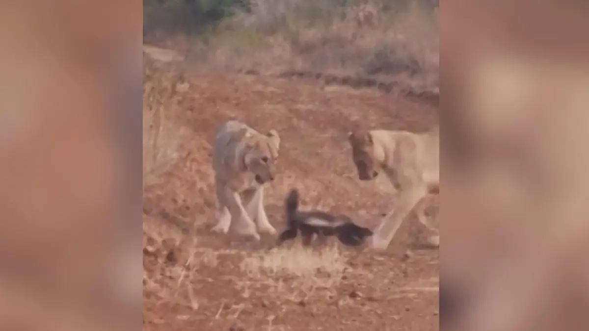 Oops! Honey badger tricks lionesses to avoid becoming prey!