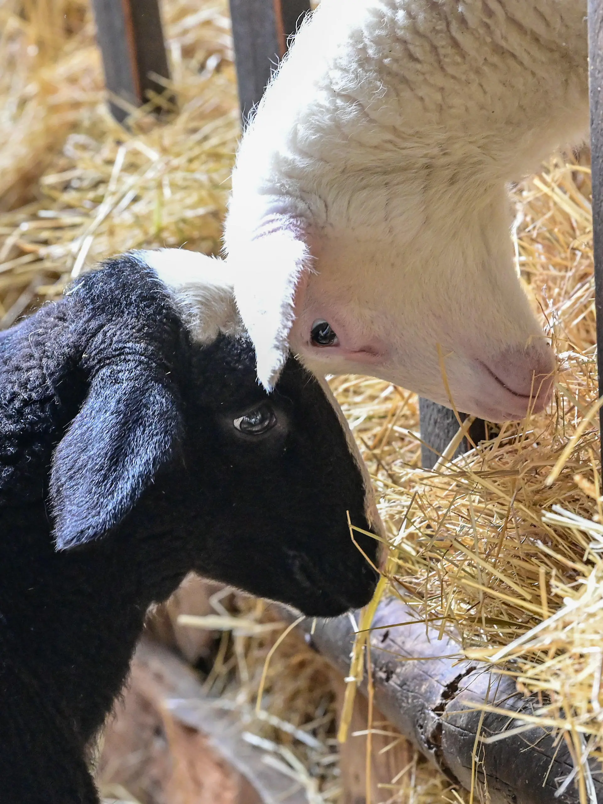 07.04.2022, Brandenburg, Müncheberg: Das schwarze Lamm «Oreo» unterscheidet sich deutlich von seinen Artgenossen im Stall vom Schäfermeister Hahnel. Gerade mal knapp drei Wochen alt ist der kleine «Oreo» und schon ein kleiner Star unter den Lämmern der Saison bei Schäfermeister Frank Hahnel in Müncheberg (Landkreis Märkisch-Oderland). Für die etwa 300 bis 400 Neuankömmlinge werden üblicherweise keine Namen vergeben. «Aber der kleine Bock mit seinem schwarzen Fell ist schon ein Hingucker in der Gruppe», sagt Hanel. Der Kleine zieht die Aufmerksamkeit auf sich, dazu die neugierig guckenden Augen und das noch weiche Fellkleid. Foto: Patrick Pleul/dpa +++ dpa-Bildfunk +++