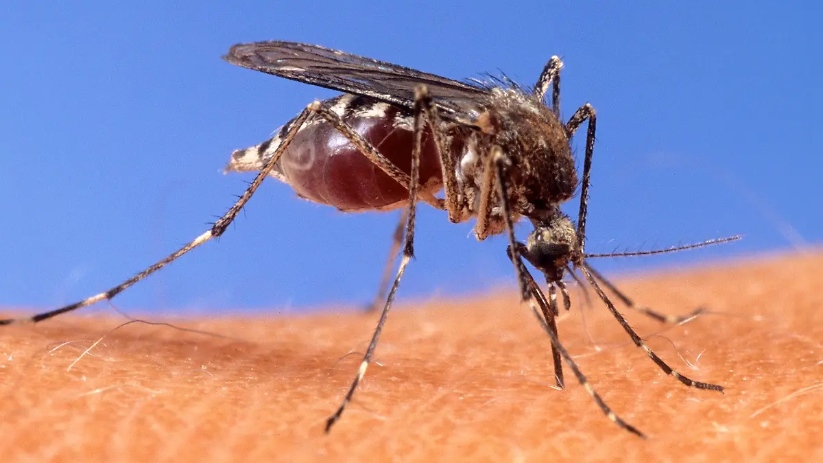 Mit dem West-Nil-Virus übertragen einheimische Mücken seit einigen Jahren einen potenziell tödlichen Erreger. (Archivbild)