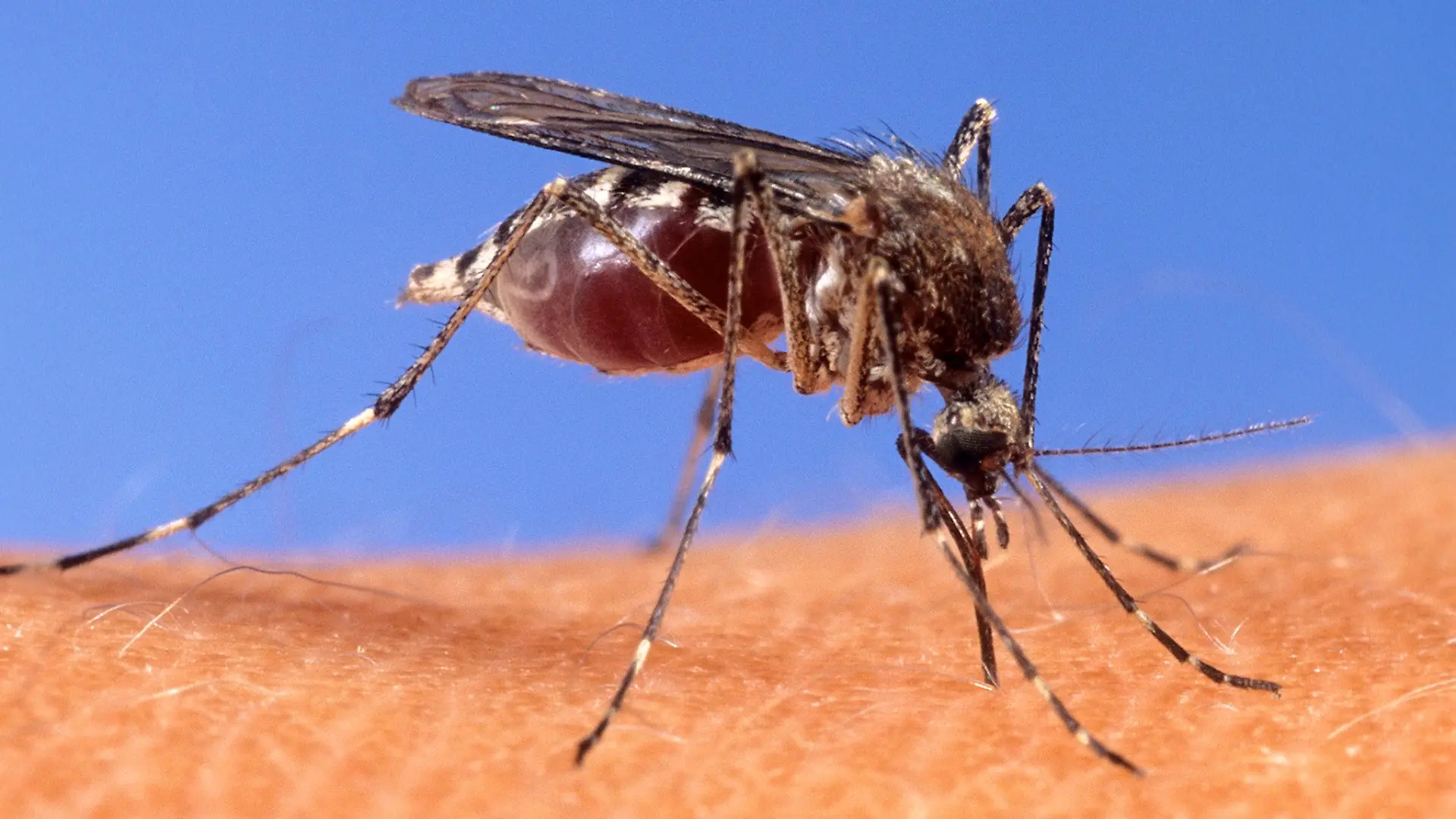Mit dem West-Nil-Virus übertragen einheimische Mücken seit einigen Jahren einen potenziell tödlichen Erreger. (Archivbild)
