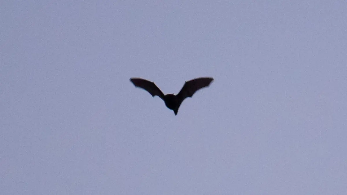Fledermaus fliegt