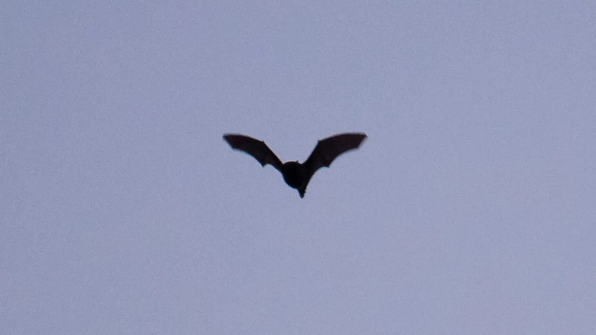 Fledermaus fliegt