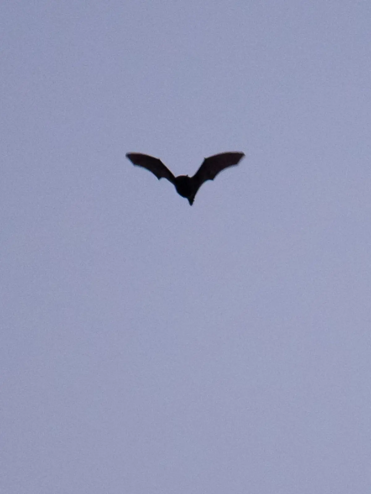 Fledermaus fliegt
