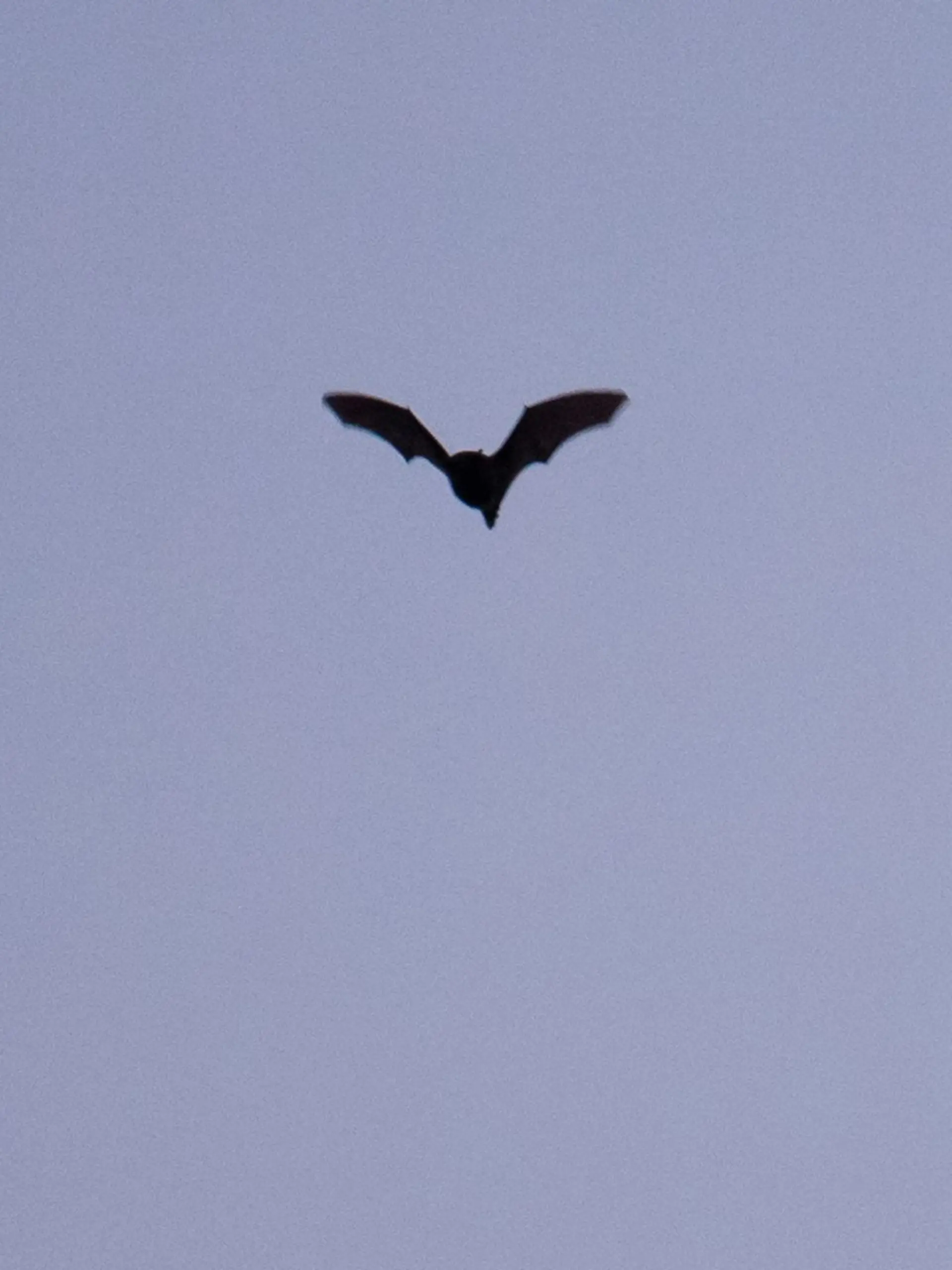 Fledermaus fliegt