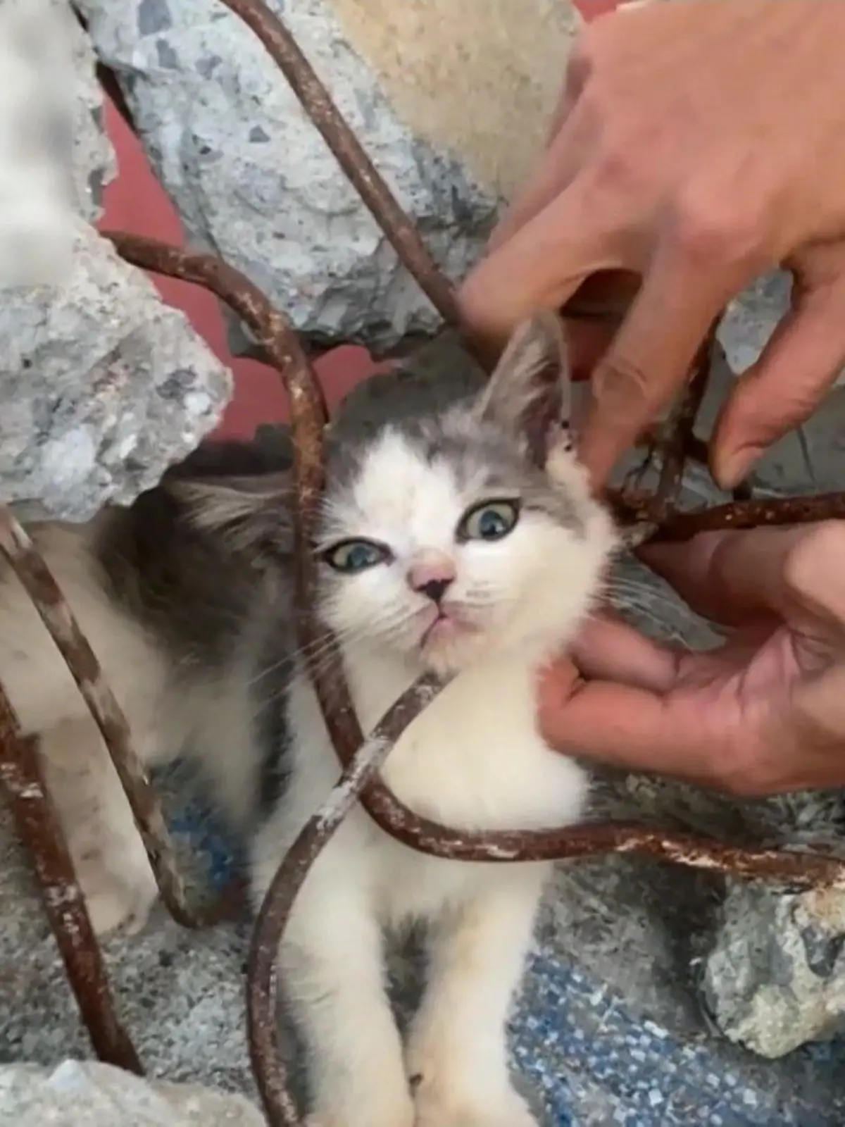 Bild zu: "RTL deckt falsche Tierrettungs-Videos auf"