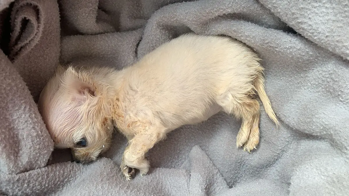 Der Chihuahua-Welpe Rainbow wurde nur wenige Wochen alt.