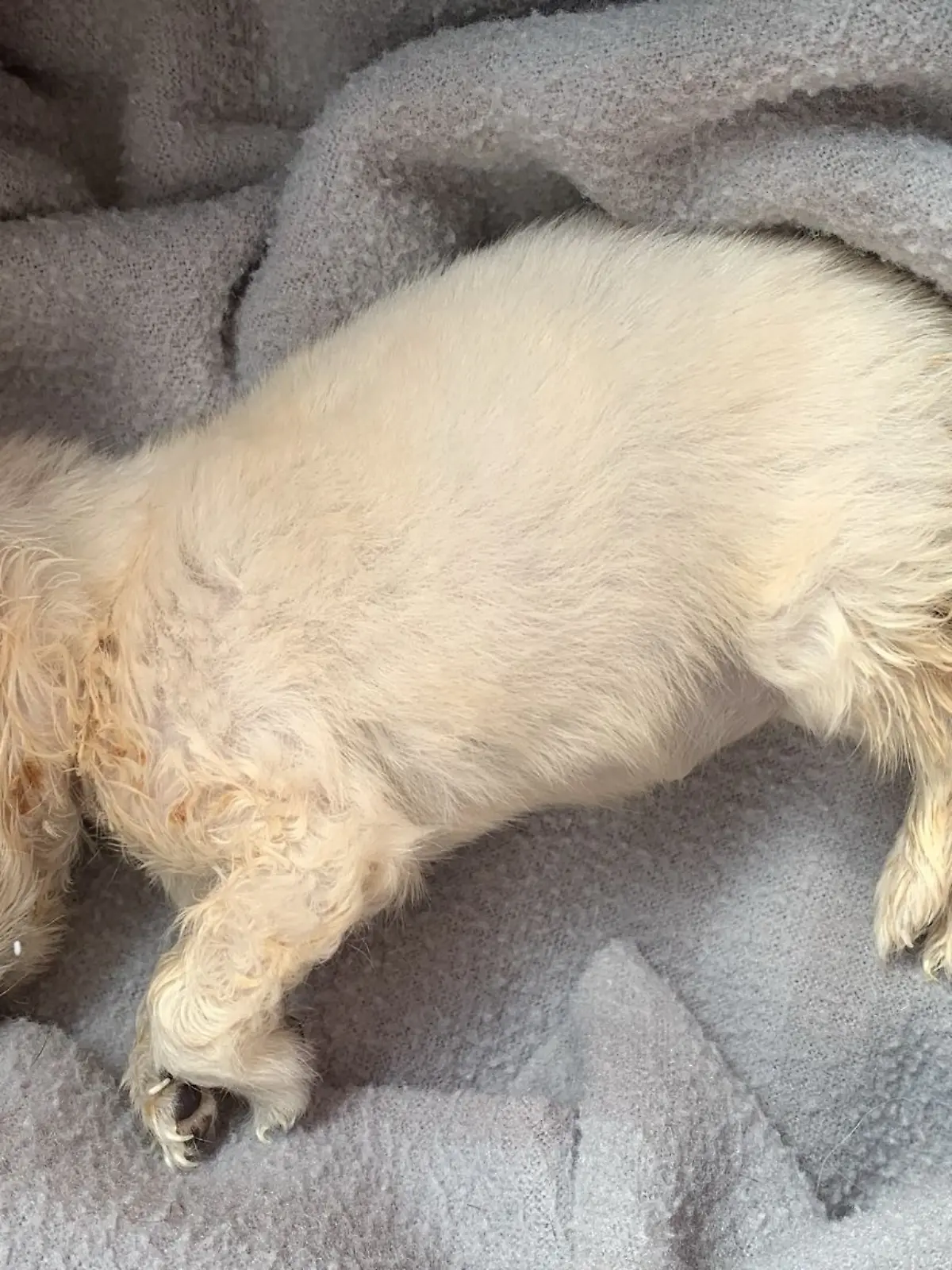 Der Chihuahua-Welpe Rainbow wurde nur wenige Wochen alt.