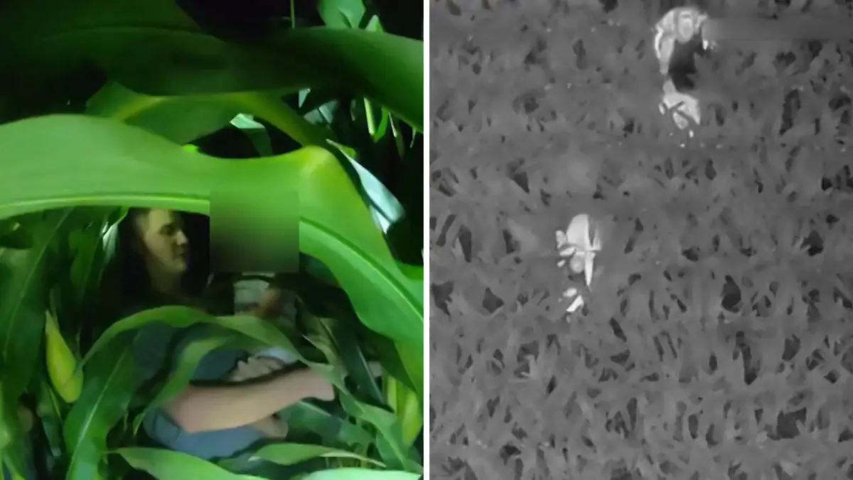 Boy (3) missing - emergency services search for horror in cornfield with drone!