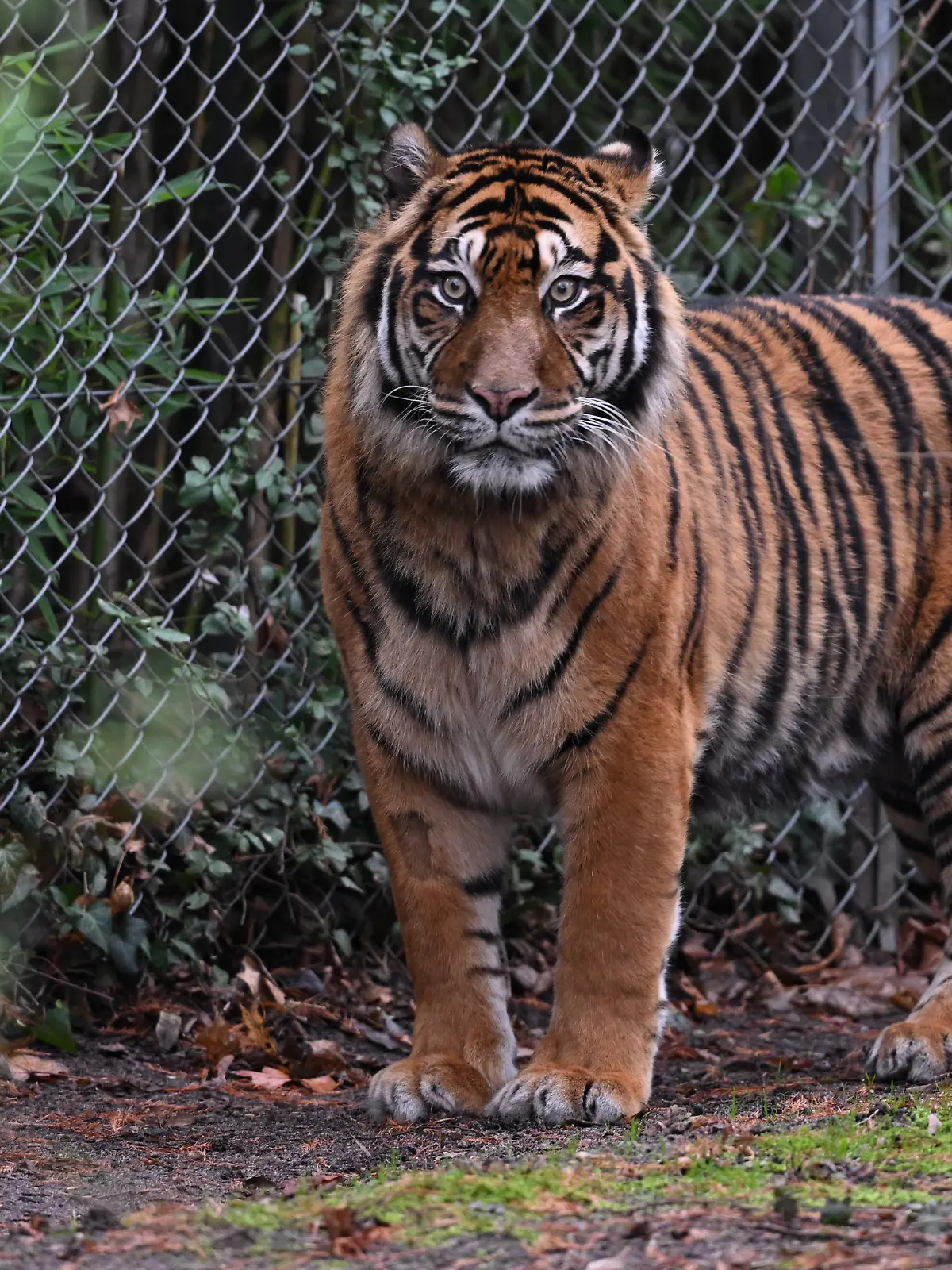 Sumatra-Tiger