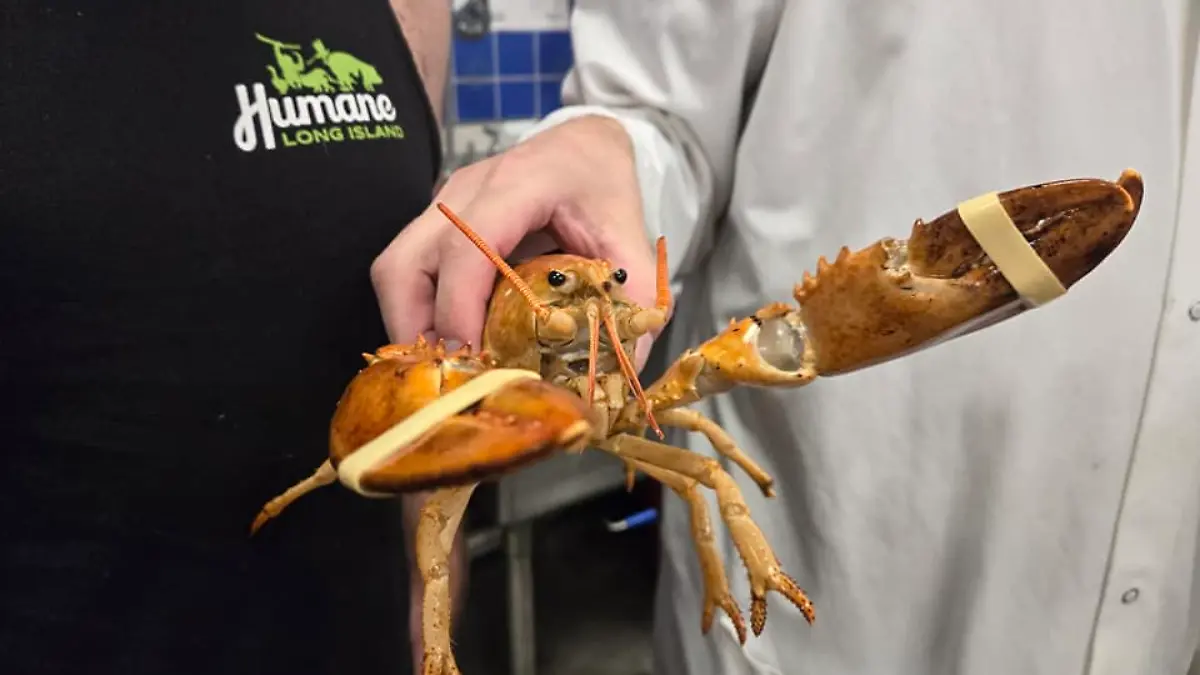 Ein oranger Hummer wird von einer Person in die Kamera gehalten.