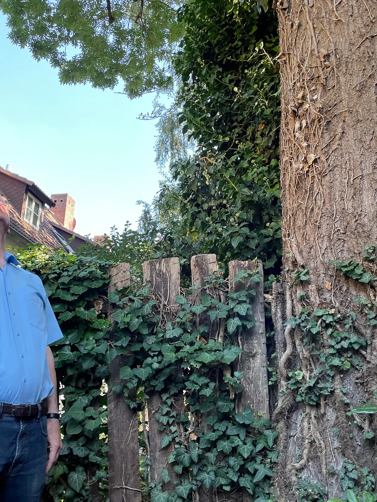 Bild zu: "Zwei Bäume lassen Rentner (83) verzweifeln"