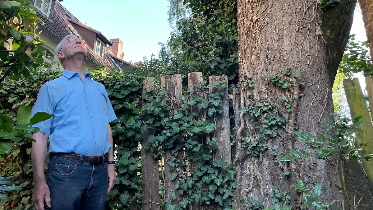 Baumschutzordnung lässt Rentner verzweifeln Baum-Beef in Kassel