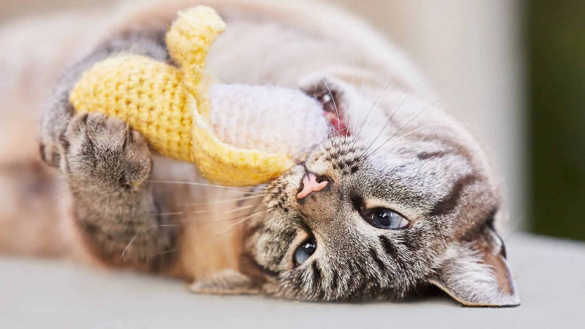 Katze spielt mit Spielzeug