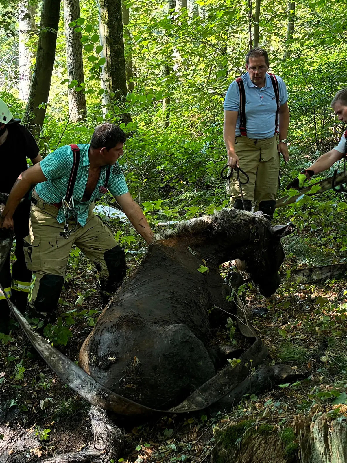 Bild zu: "Feuerwehr rettet Pferd aus der Schlammfalle"
