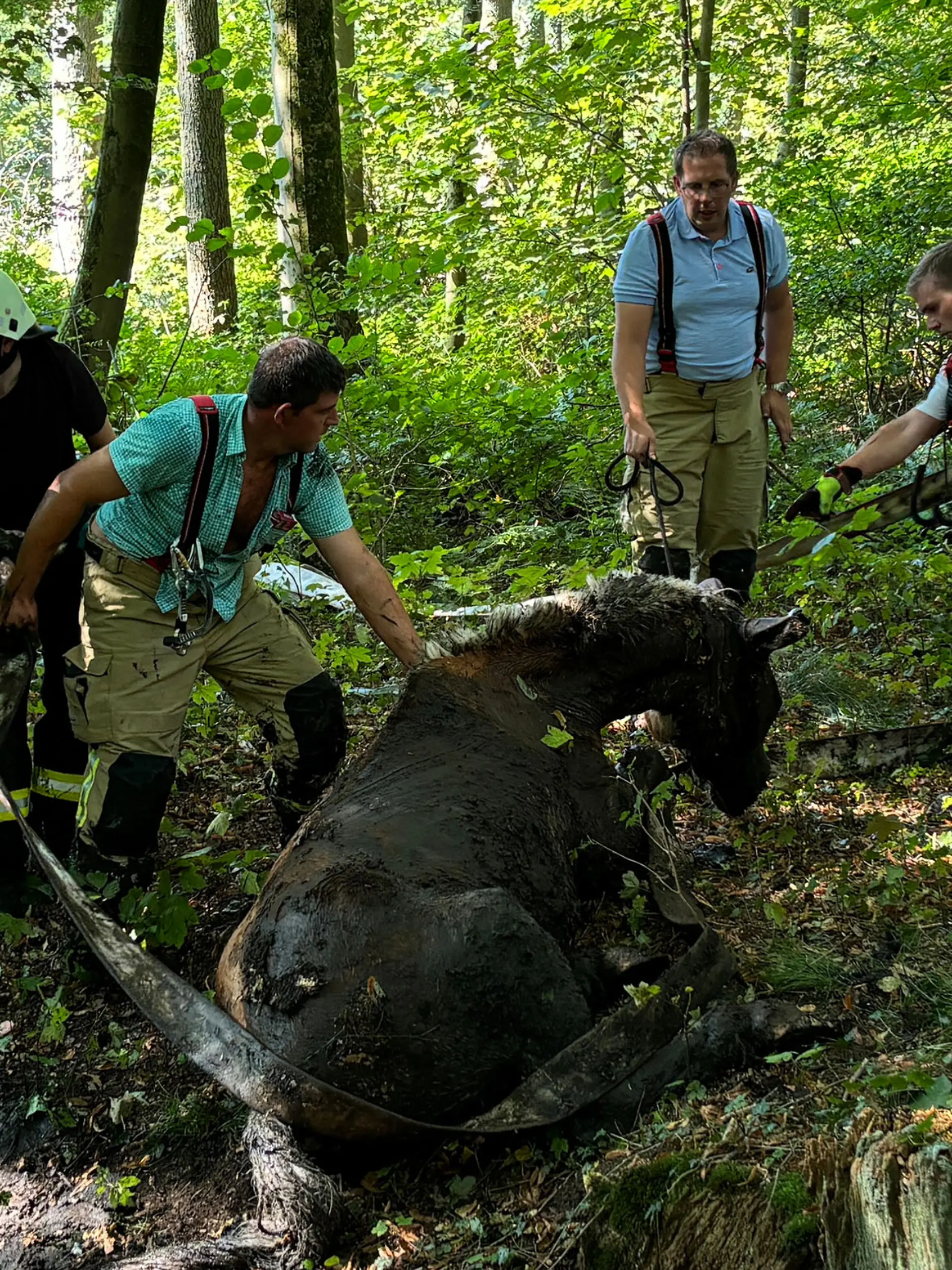 Bild zu: "Feuerwehr rettet Pferd aus der Schlammfalle"