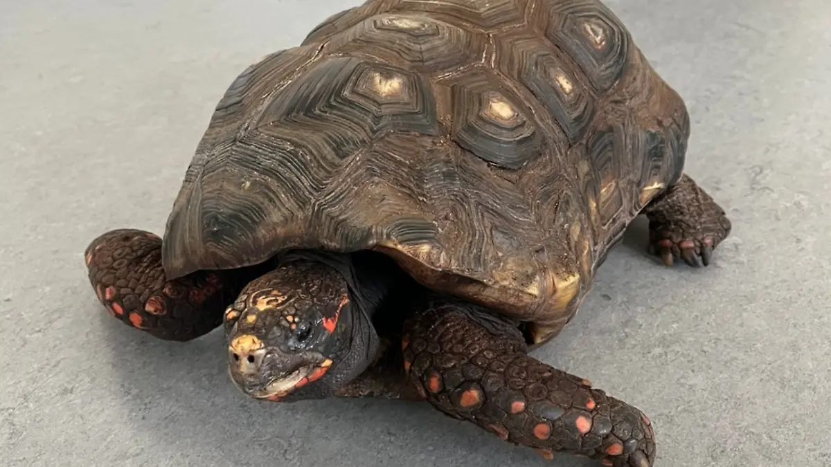 Eine Köhlerschildkröte. 