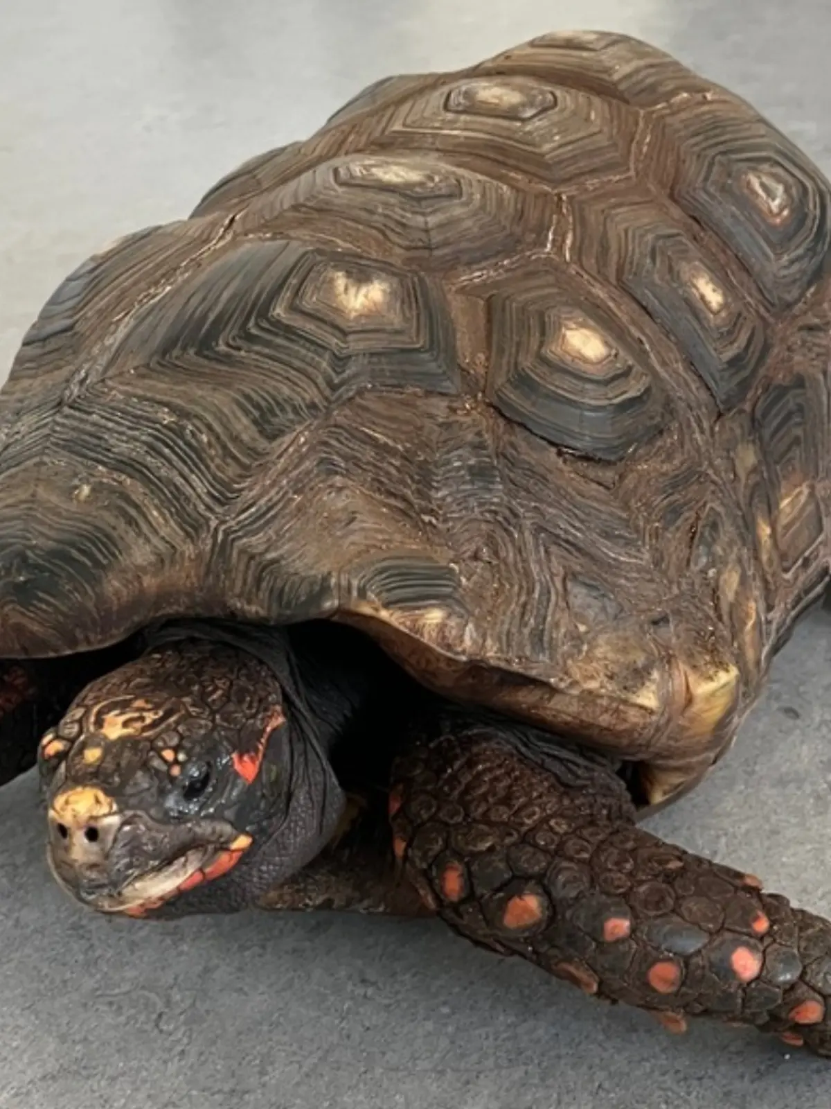 Eine Köhlerschildkröte. 