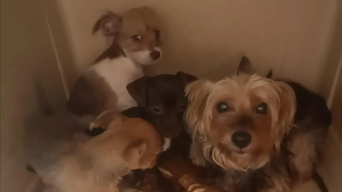 Diese Hunde mussten aus dem Animal-Hoarding-Haushalt gerettet werden.