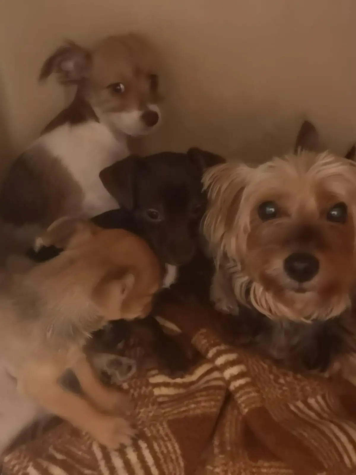 Diese Hunde mussten aus dem Animal-Hoarding-Haushalt gerettet werden.
