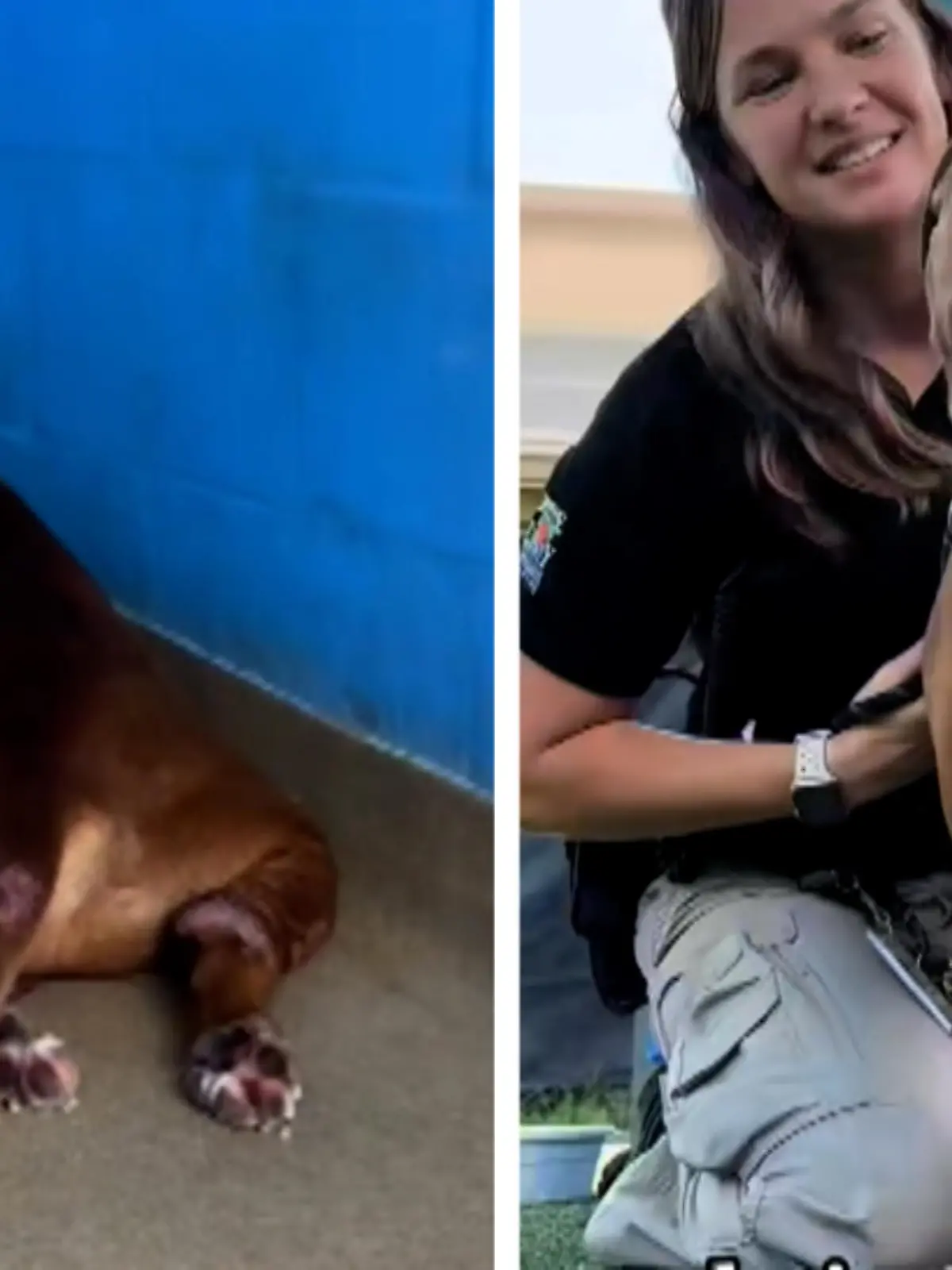 Diese Szenen brechen Hundebesitzern das Herz: Hund Brandon wird von seiner Besitzerin in ein Tierheim abgegeben – nach 14 gemeinsamen Jahren! Das Traurige: Es sei ihr egal, was mit dem Hund passiert, so das Tierheim. Wie Brandon nun zurecht kommt und ob er bereits ein neues Zuhause gefunden hat, erfahren Sie im Video!