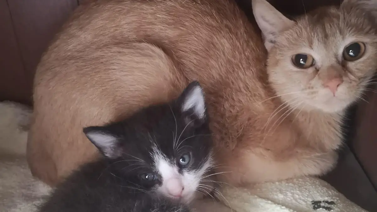 Zwei der geretteten Katzen. Sie sind jetzt im Tierheim Sonneberg.