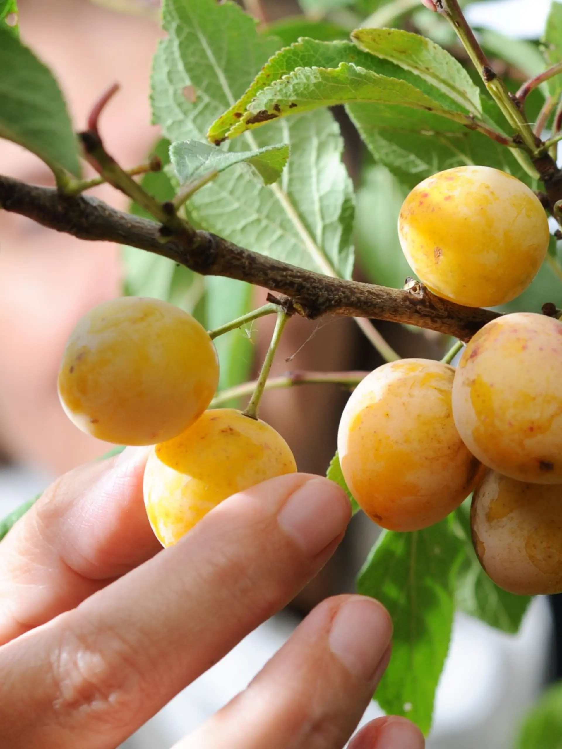 Bild zu: "Selbst gepflücktes Obst – acht Schüler klagen über Vergiftungserscheinungen"