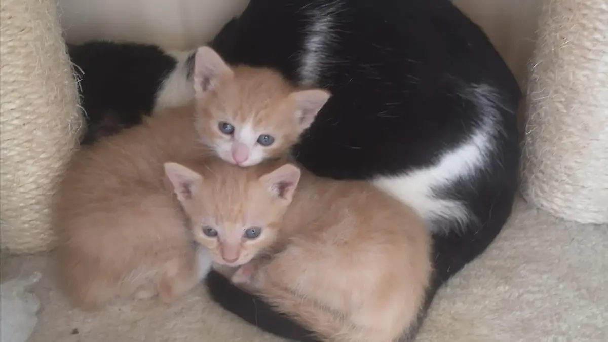 Unter den geretteten Tieren waren 18 Katzen - darunter auch Katzenwelpen.
