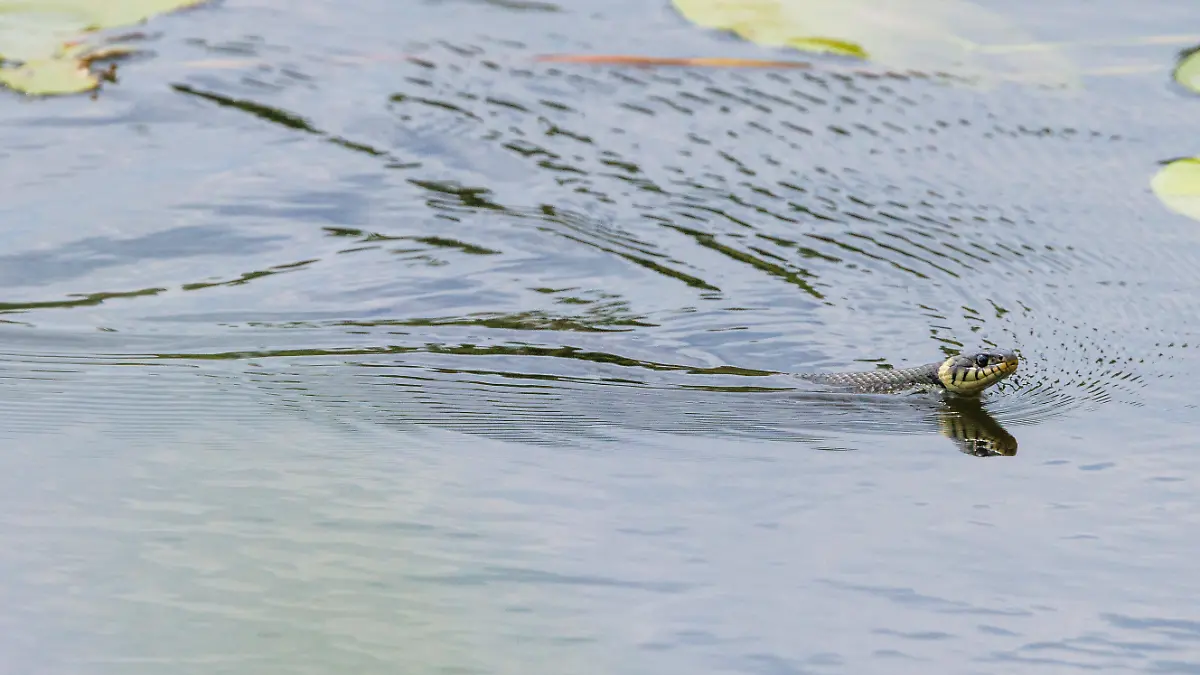 Eine Ringelnatter (Natrix natrix) schwimmt in einem See durch ein Teichrosenfeld.