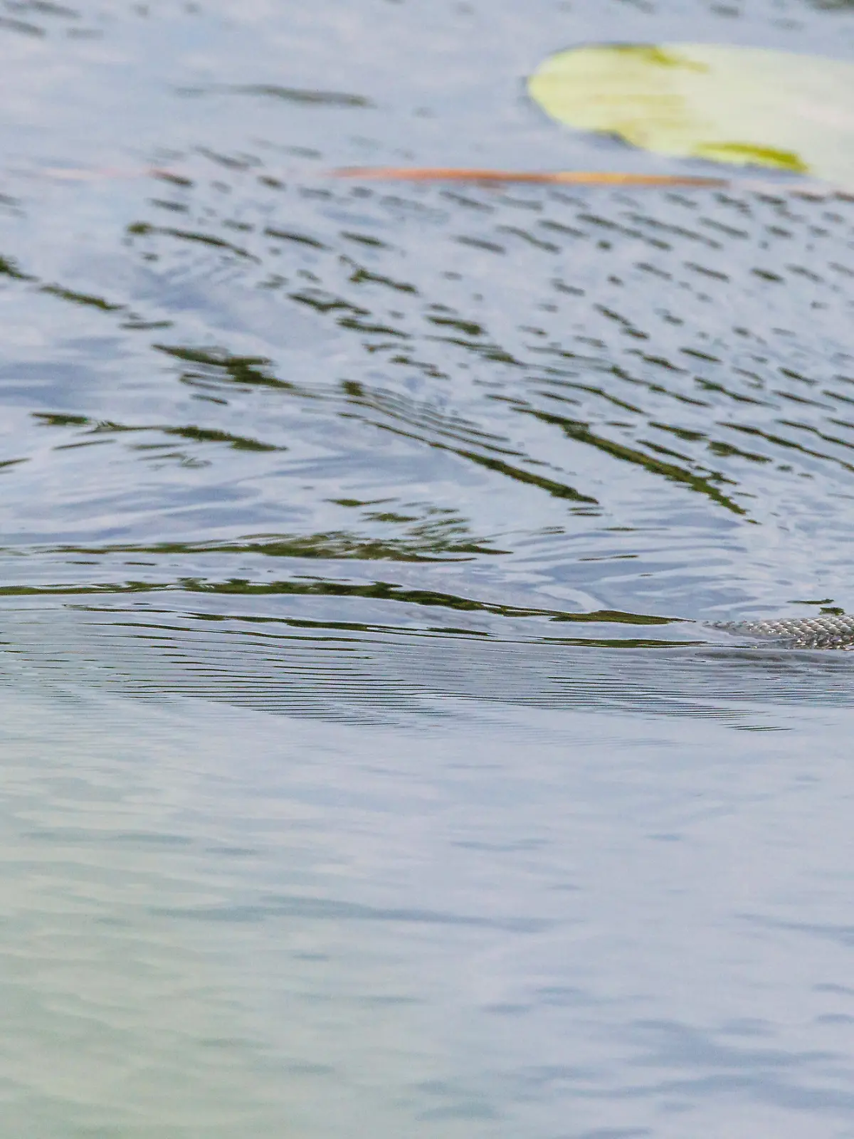 Eine Ringelnatter (Natrix natrix) schwimmt in einem See durch ein Teichrosenfeld.