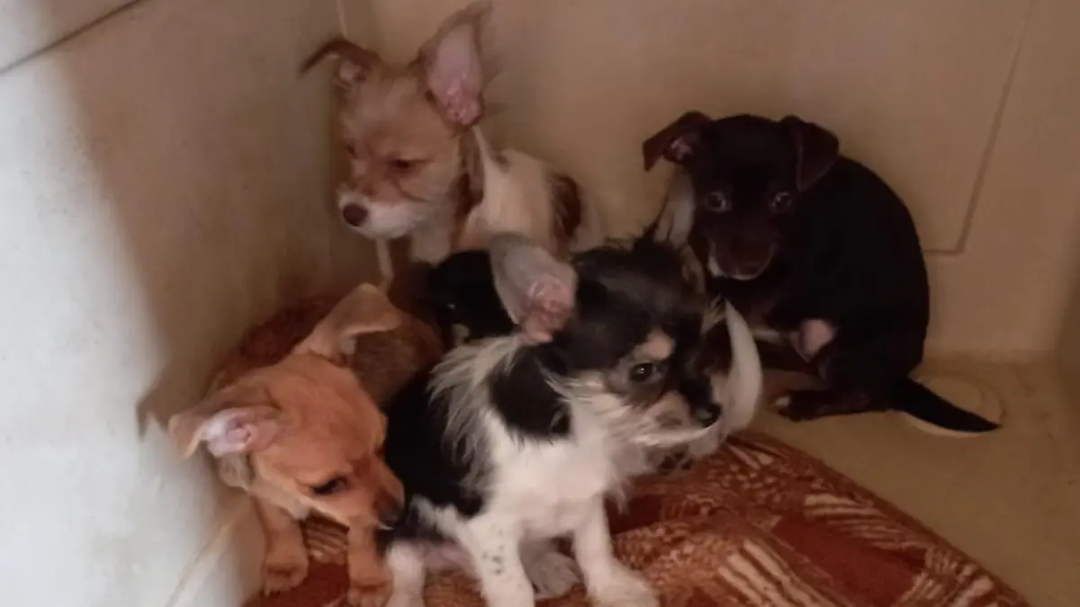Das Veterinäramt war zweimal vor Ort. Beim zweiten Besuch nahmen sie 17 Hunde und 18 Katzen mit.