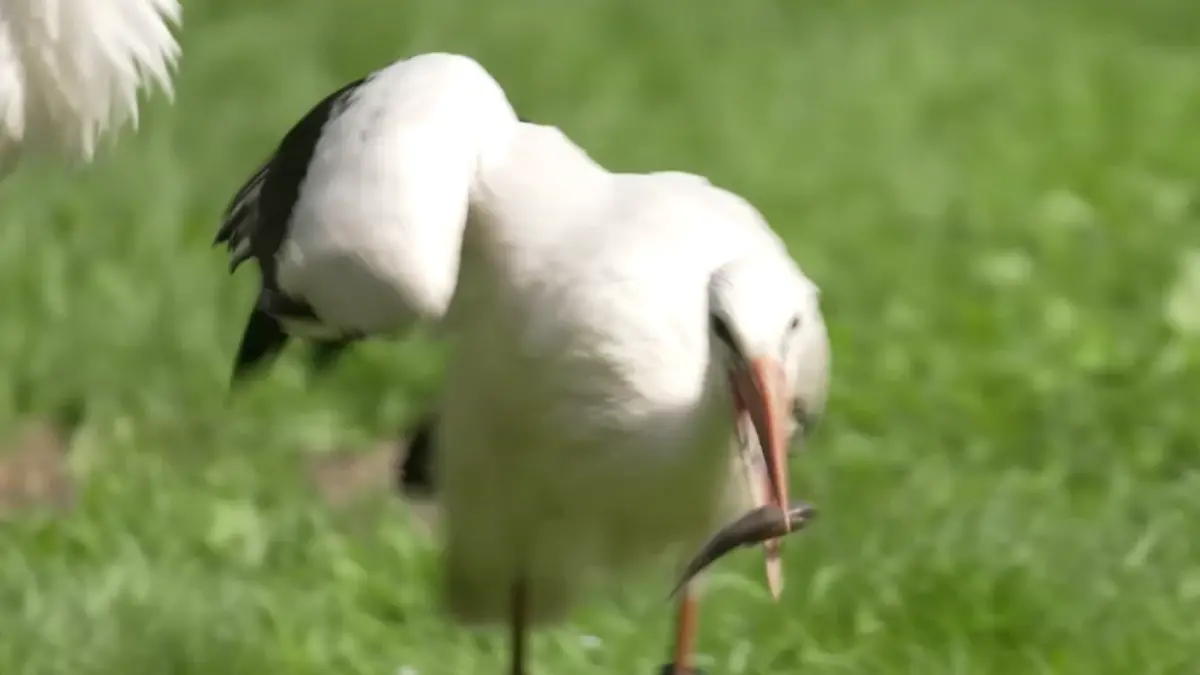 Störche freuen sich über die Schwarmundgrundel