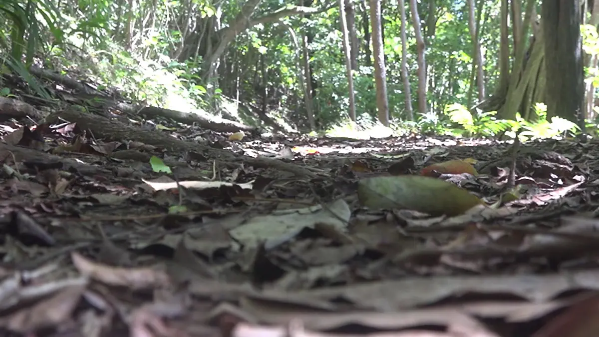 Ian war drei Tage lang im Pahoa-Wald auf der Big Island von Hawaii verschwunden.