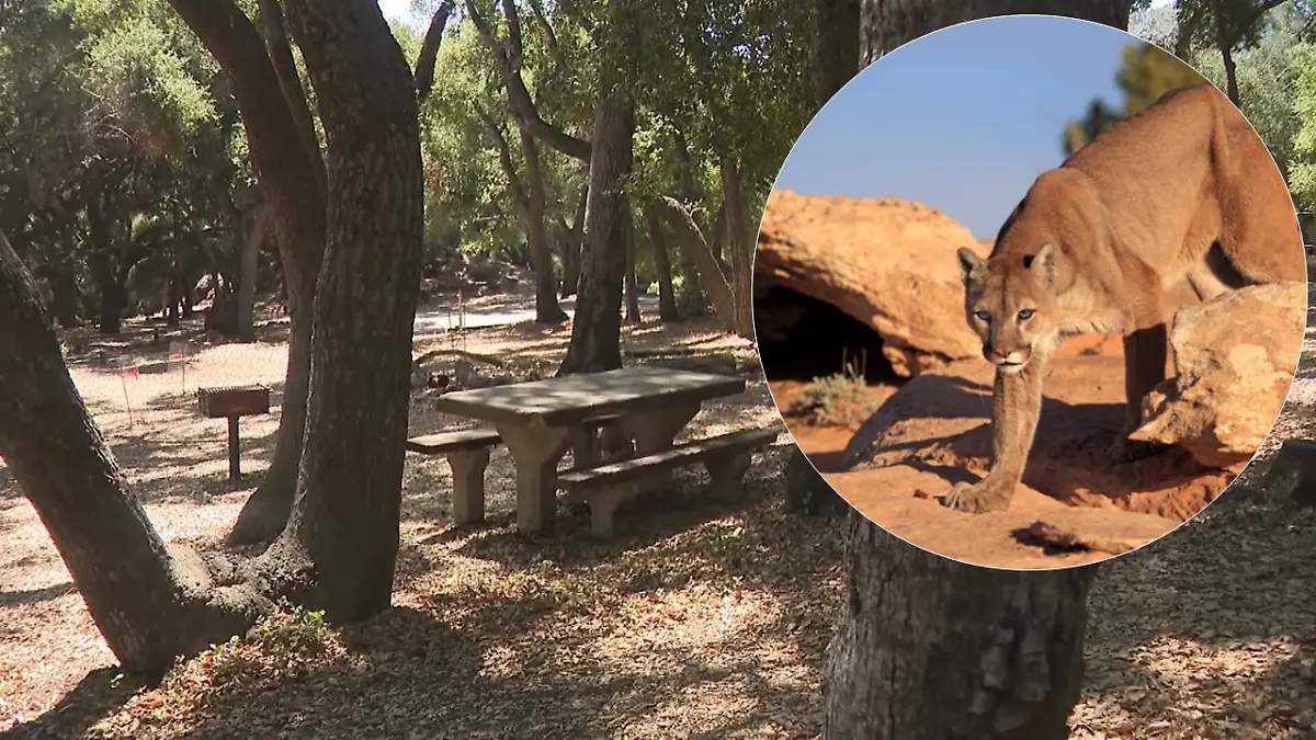 Ein Puma hat einen Jungen (5) beim Spielen angegriffen.