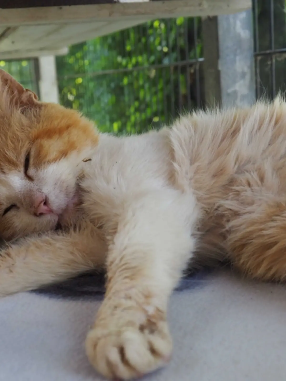 Bild zu: "Kater Sir Jacob verliert auch ohne Zähne nie den Genuss am Leben"